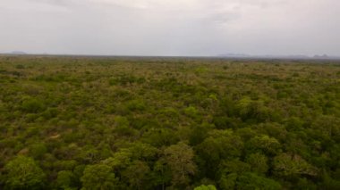 Aerial view of Green forest in the Sri Lanka.
