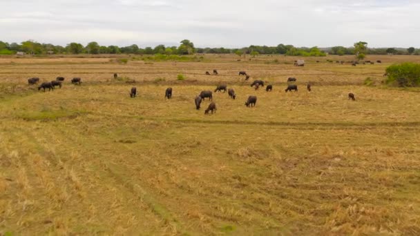 Sapi di padang rumput di Sri Lanka. — Stok Video