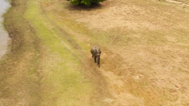 Aerial view of Elephant in its natural environment. Sri Lanka. — Stockvideo