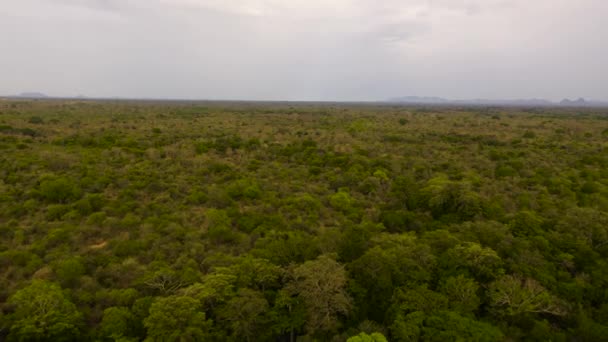 Aerial view of Green forest in the Sri Lanka. — Stok video