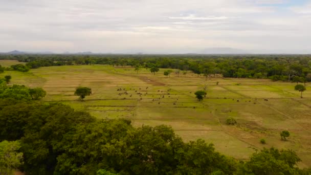 Vista aérea da paisagem tropical no Sri Lanka. — Vídeo de Stock