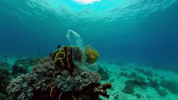 Coral reef and tropical fish. Philippines.