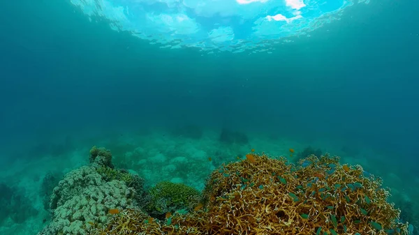 Récif corallien et poissons tropicaux. Philippines. — Photo