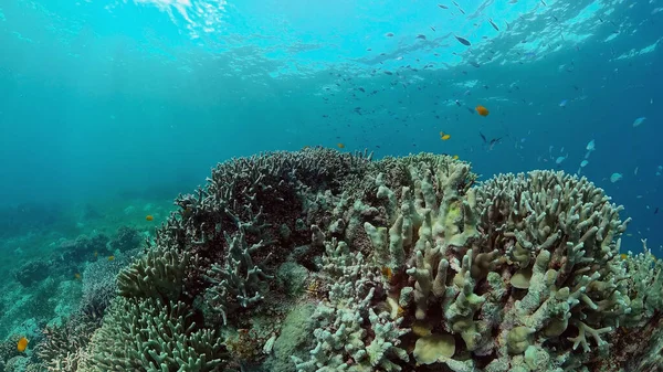 Arrecife de coral y peces tropicales. Filipinas. — Foto de Stock