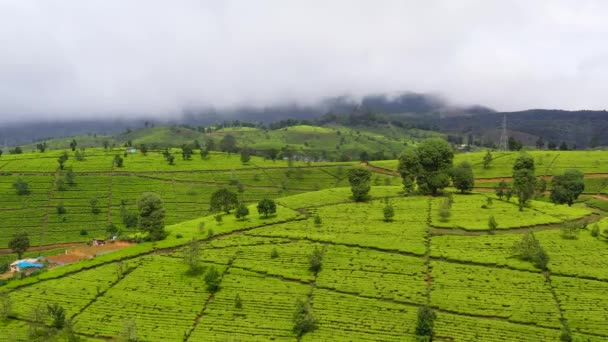 Чайная усадьба в Шри-Ланке. Плантация высокогорного чая. — стоковое видео