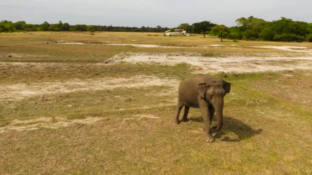 Elefante numa reserva natural no Sri Lanka. — Vídeo de Stock