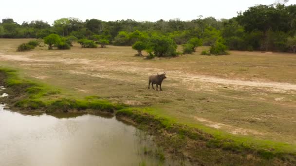 Buffaloes in the National Park. Sri Lanka. — Stock Video