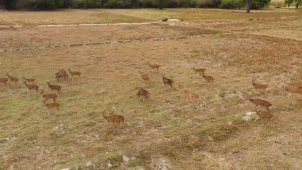 Ciervos manchados en el parque nacional de Sri Lanka. — Vídeo de stock