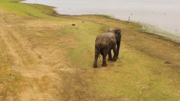 Éléphant dans son environnement naturel. Sri Lanka. — Video