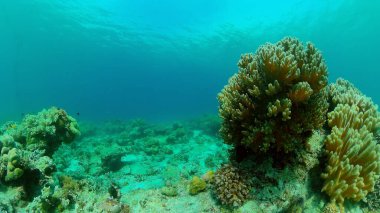 Mercan kayalıkları ve tropikal balıklar. Filipinler.