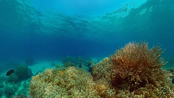 Mercan resifi ve tropikal balıklar su altında. Filipinler.