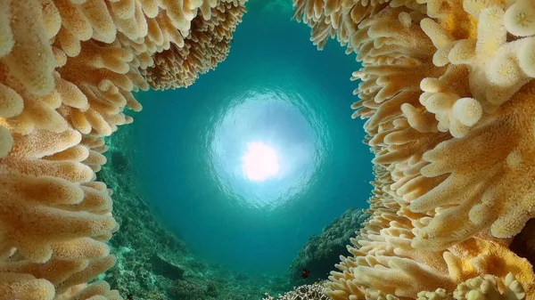 Egy korallzátony víz alatti világa. Fülöp-szigetek. — Stock Fotó