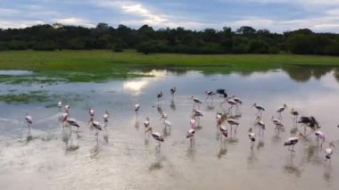 Günbatımında tropik bir manzara. Sri Lanka.