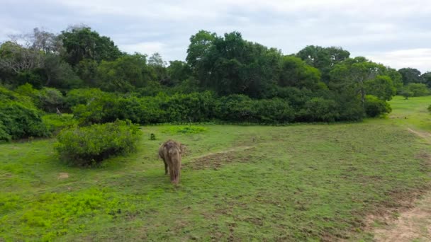 Elefante na reserva. Sri Lanka. — Vídeo de Stock