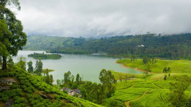 Aerial drone of Lake among mountains and hills with tea estate. Castlereigh Reservoir, Sri Lanka.