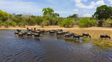 Aerial view of Herd of water buffaloes in the reserve. Kumana National Park. Sri Lanka.
