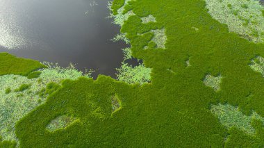 Lake or swamp with aquatic vegetation in the national park. Sri Lanka sites of wetlands.