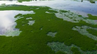Aerial drone of lake in a wetland with green aquatic vegetation view from above. Sri Lanka sites of wetlands.