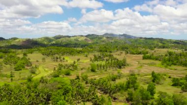 Tropikal manzara: Tropikal bitki örtüsüyle kaplı pirinç tarlaları ve tepeler. Bohol, Filipinler.