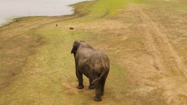 Aerial View Elephant Its Natural Habitat Panama Wewa Lake Sri — 비디오
