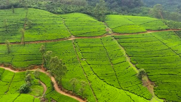 Tea Plantations Villages Mountainous Province Tea Estate Landscape Sri Lanka — Stockvideo