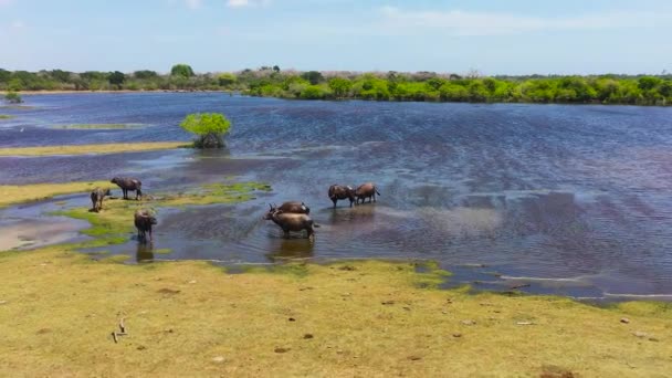 Aerial View Wild Water Buffaloes Natural Habitat Kumana National Park — Stockvideo