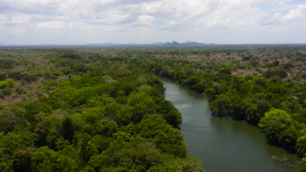 Aerial View River Rainforest Jungle Kumana National Park — Stockvideo