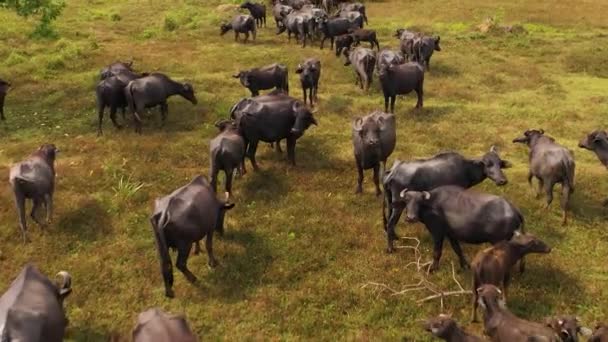 Buffaloes Farmland Rural Areas Sri Lanka Sri Lanka — 비디오