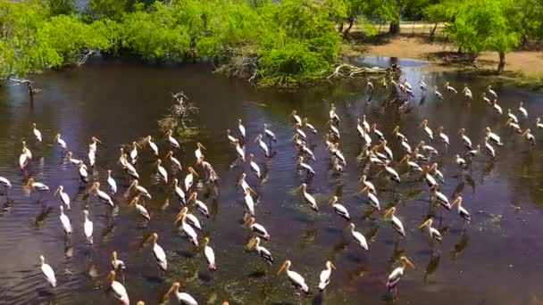 Burung Taman Nasional Kumana Dunia Liar Sri Lanka — Stok Video