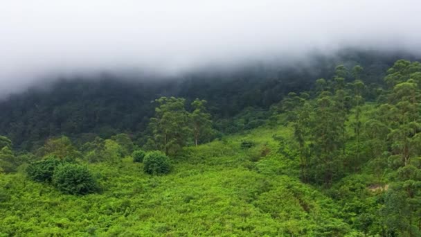 Φυτείες Τσαγιού Και Γεωργικές Εκτάσεις Μεταξύ Των Τροπικών Δασών Στα — Αρχείο Βίντεο