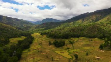 Aerial drone of Agricultural lands and rice fields in a mountain valley. Agricultural landscape. Sri Lanka.