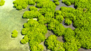 Panoramik mangrov ormanının havadan görünüşü. Mangrove manzarası. Mindanao, Filipinler.