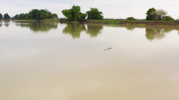 Top View Crocodile Swims Lake Alligators Natural Habitat Sri Lanka — Stock video
