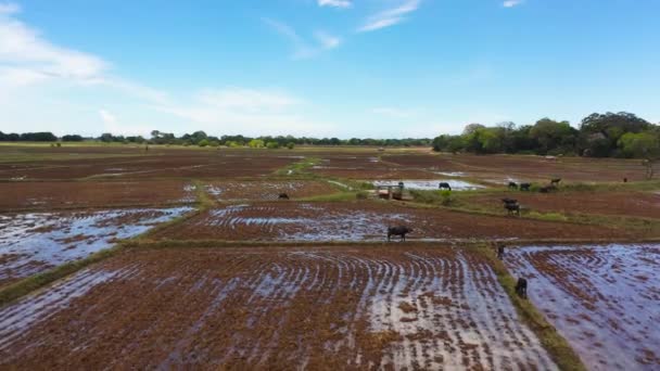 Top View Buffaloes Domestic Cattle Graze Agricultural Fields — Vídeo de Stock