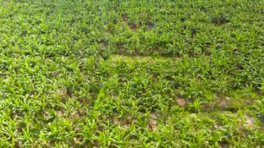 Muz tarlasının havadan görünüşü. Mindanao, Filipinler 'deki muz çiftliği..