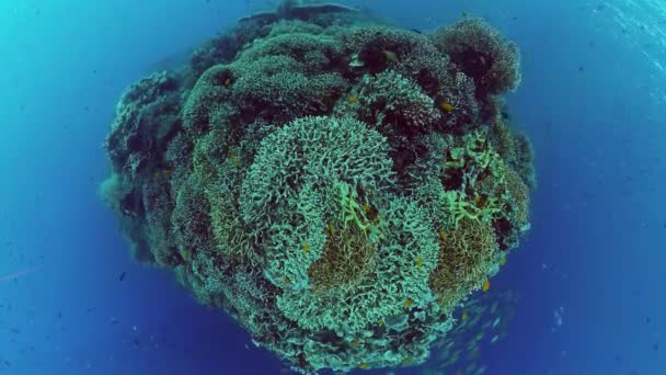 热带鱼和珊瑚礁正在潜水 有珊瑚和热带鱼的海底世界Panglao Bohol 菲律宾 — 图库视频影像