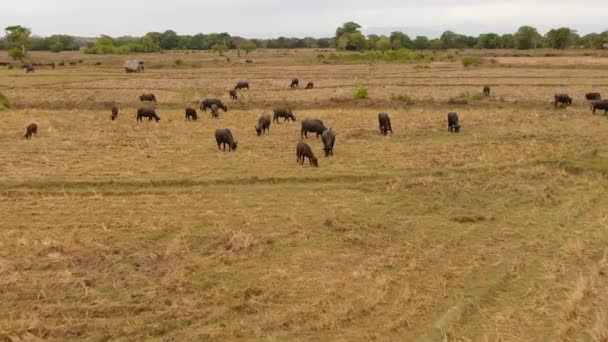 Buffaloes Farmland Rural Areas Sri Lanka Sri Lanka — Stock Video