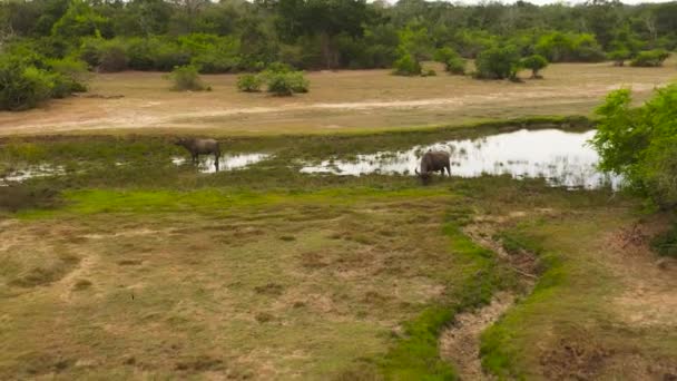 Aerial View Buffalo National Park Sri Lanka — Wideo stockowe