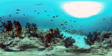Tropikal balık ve mercanlarla dolu güzel sualtı manzarası. Filipinler. 360 panorama VR