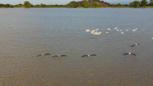 青い空と雲の背景に鳥と湖の空中ビュー スリランカの国立公園 — ストック動画
