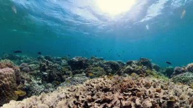 Suyun altındaki mercan kayalıklarında balıklar ve deniz yaşamı var. Mercan kayalıkları ve tropikal balıklar. Camiguin, Filipinler.