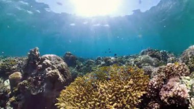Tropik mercan resifleri ve su altında balıklar. Sert ve yumuşak mercanlar. Su altı videosu. Camiguin, Filipinler.
