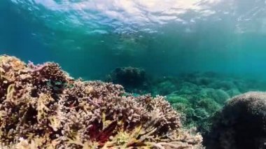 Su altı balık resifi deniz 360 panorama. Mercan resifli tropik renkli deniz manzarası. Camiguin, Filipinler.