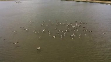 The flight of pelicans over the water in the national Park. Sri Lanka.