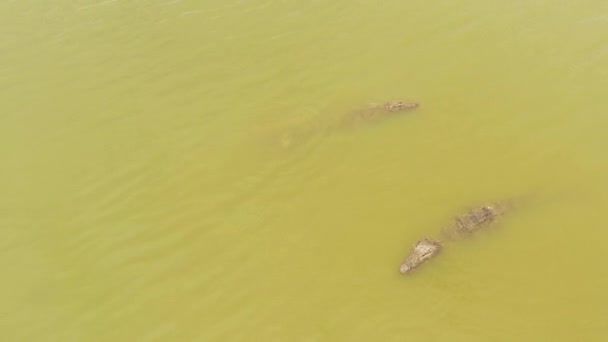 Top View Crocodiles Shallows Lake Natural Habitat Sri Lanka Panama — Stockvideo
