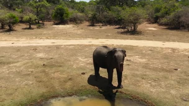 Top View Elephant Its Natural Habitat Kumana National Park Sri — 비디오