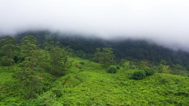 Jungle Mountains Sri Lanka Mountain Slopes Tropical Vegetation — Vídeo de Stock