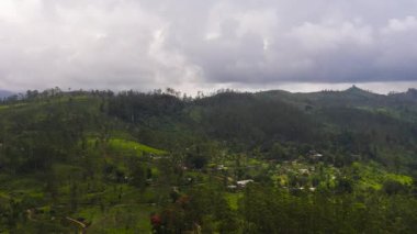 Tea estate landscape, Sri Lanka. Landscape with green fields of tea.