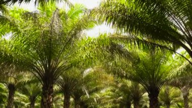 Aerial drone of Plantation of palm trees with green leaves. Tropical landscape with palm trees. Bohol, Philippines.