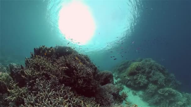 Korallzátony Trópusi Halak Fülöp Szigetek Víz Alatti Világa Víz Alatti — Stock videók
